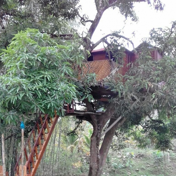 Casa del Árbol